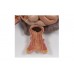 model układu pokarmowego człowieka, 2 części - 3b smart anatomy - 1000306 [k20] 3b scientific modele anatomiczne 6